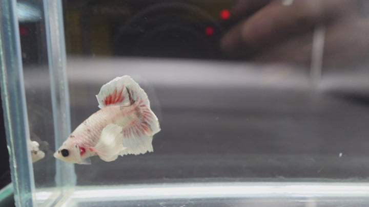 Rare Dumbo Smokey Red Betta Fish
