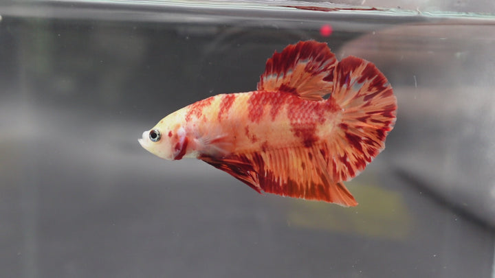 Rare Koi Multicolors Betta Fish