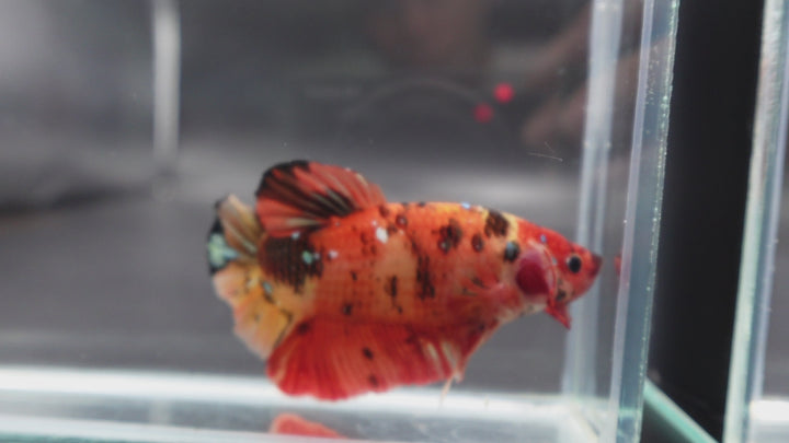 Rare Giant Multicolors Betta Fish