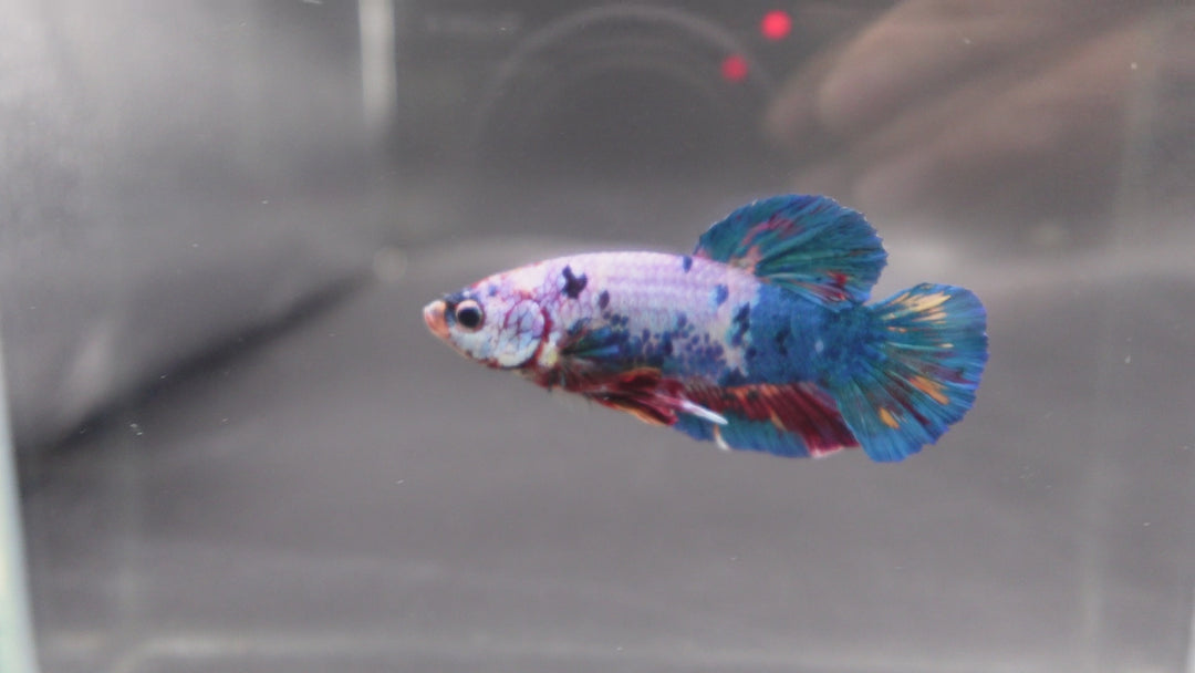 Rare Giant Multicolors Betta Fish