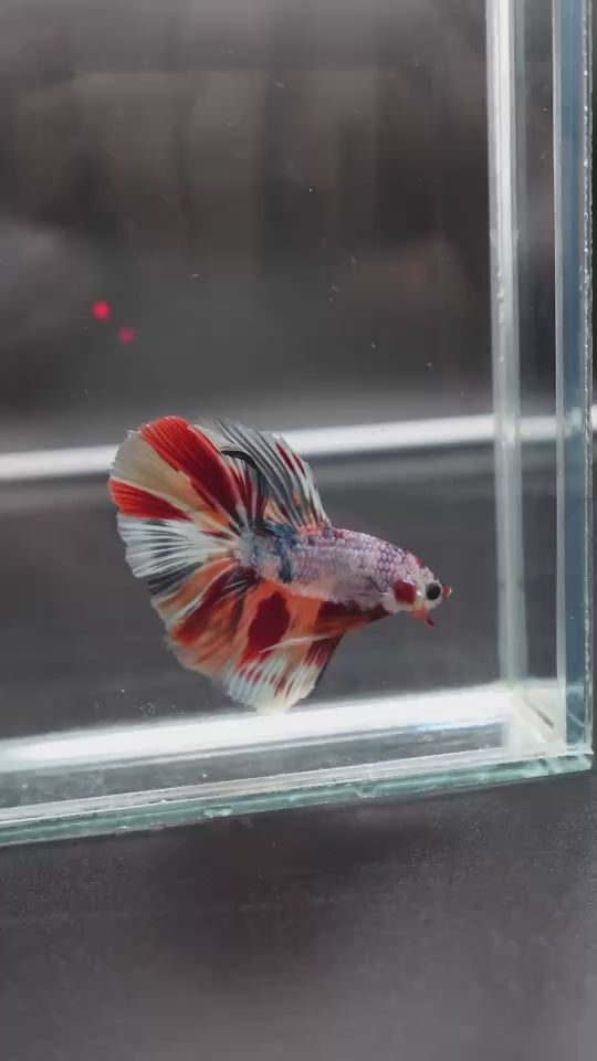 Rare Halfmoon Multicolors Betta Fish