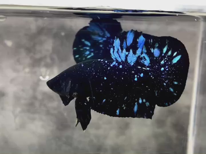 Rare Avatar Betta Fish