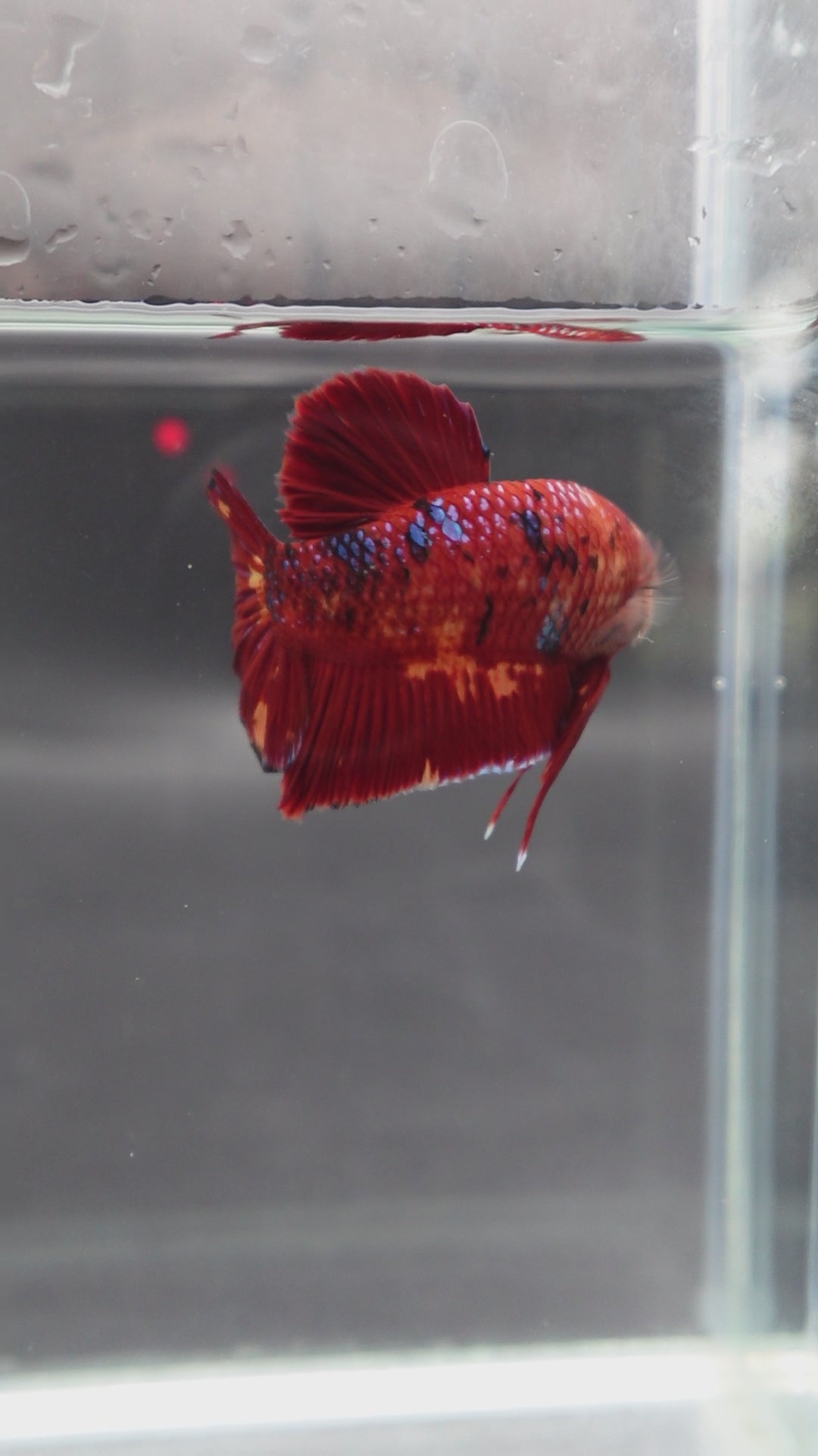 Rare Giant Multicolors Betta Fish