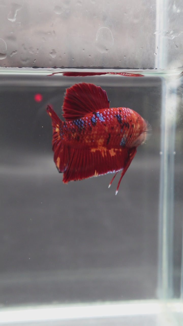 Rare Giant Multicolors Betta Fish