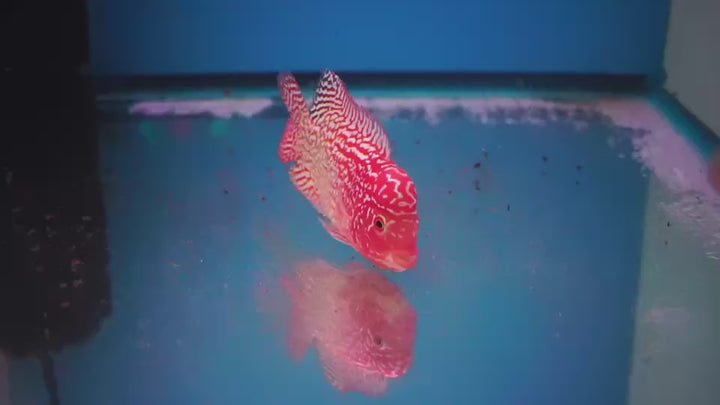 Rare Kamfa Golden Base Flowerhorn 3 inch