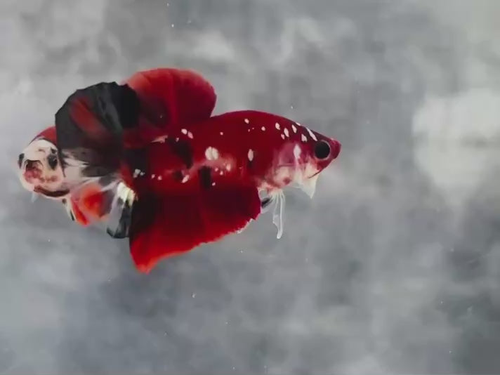 Rare Pair Red Copper Betta Fish