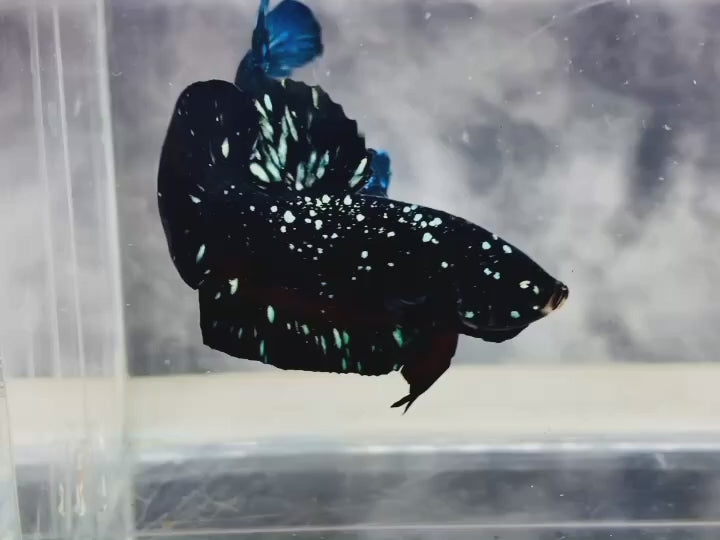 Rare Avatar Betta Fish