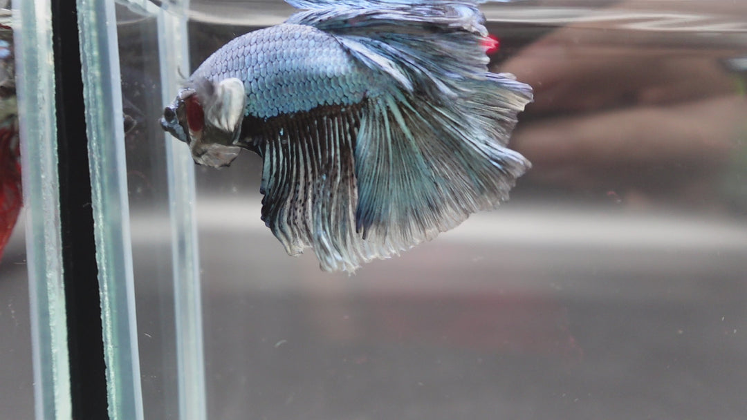 Halfmoon Copper Betta Fish