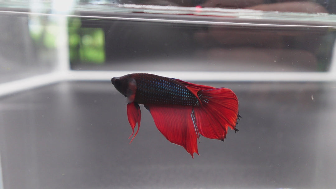 Rare Classic Veiltail Betta Fish