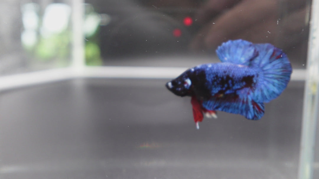 Rare Blue And Red Betta Fish