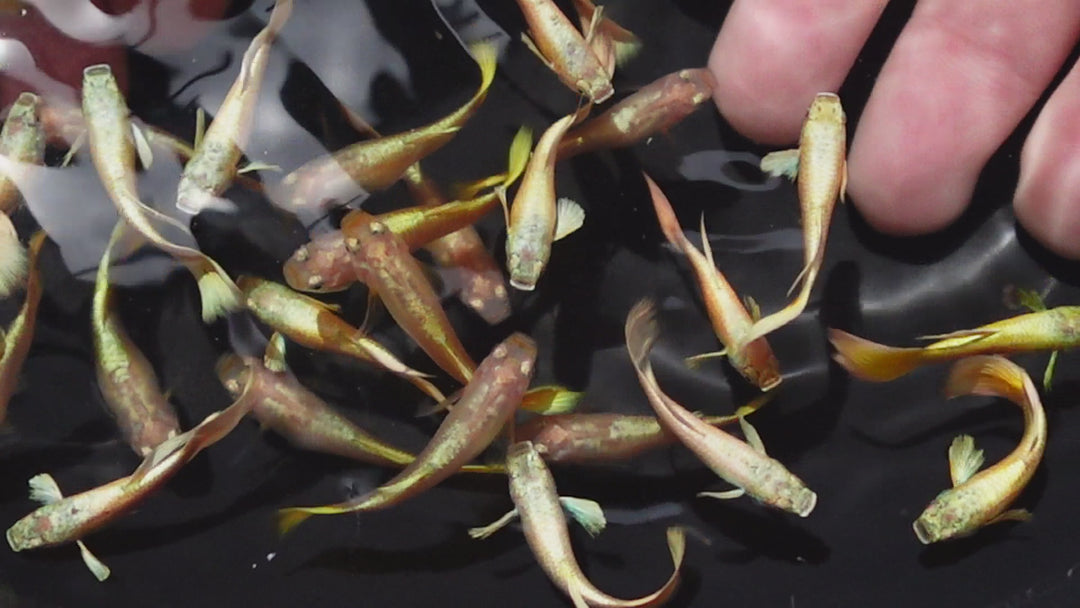 Full Gold 24K Guppy Fish