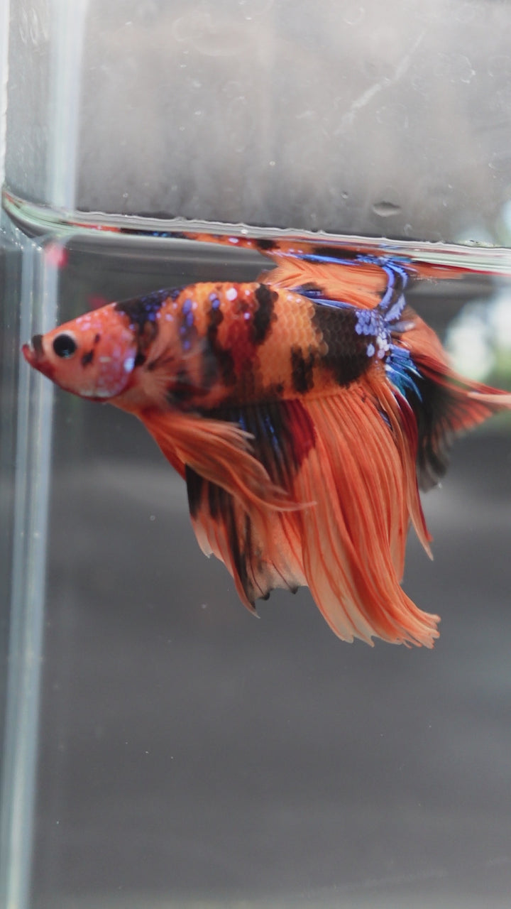 Rare Halfmoon Multicolors Betta Fish