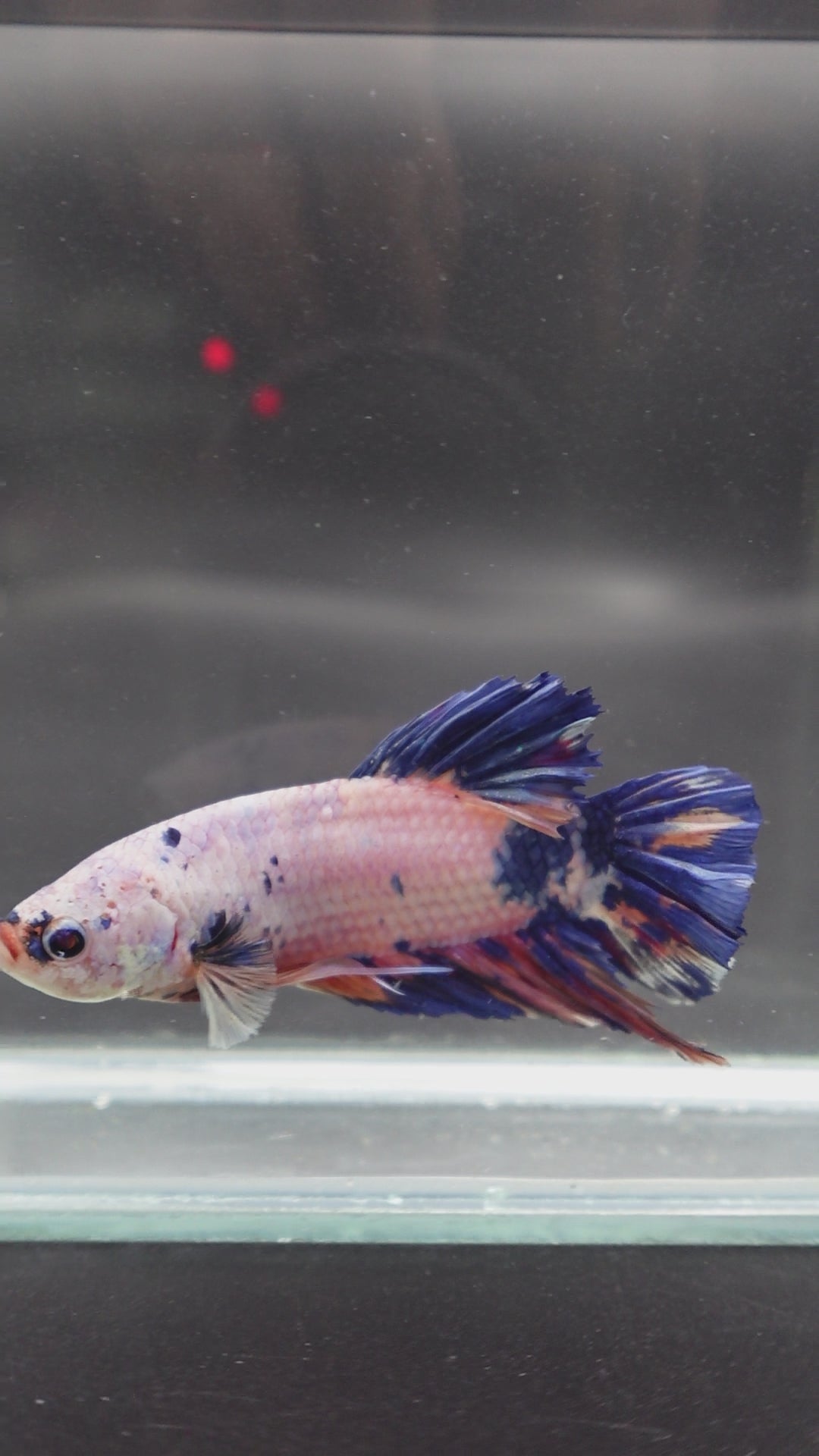 Rare Giant Multicolors Betta Fish