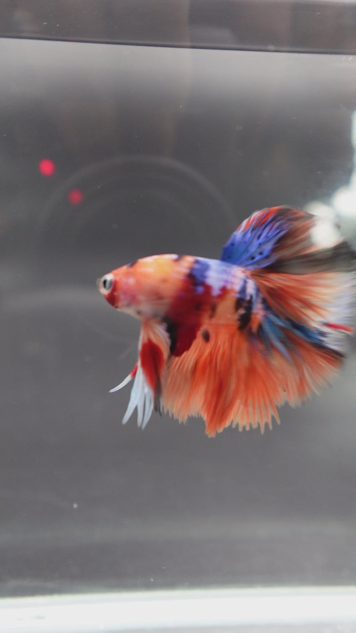 Rare Halfmoon Multicolors Betta Fish