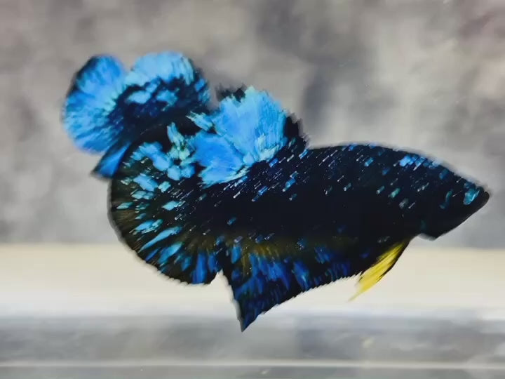 Rare Avatar Betta Fish