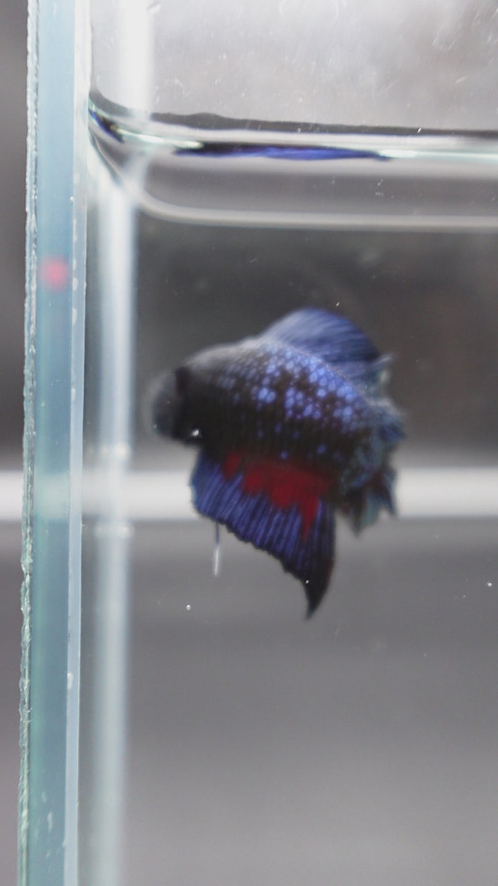 Rare Double Tail Blue Samurai Betta Fish