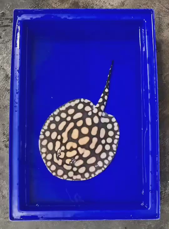 Black diamond stingray male 8.5 inch