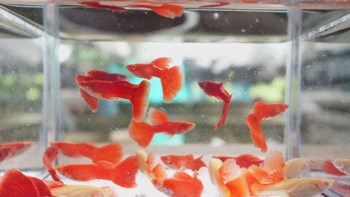 Full Red Albino Guppy Fish