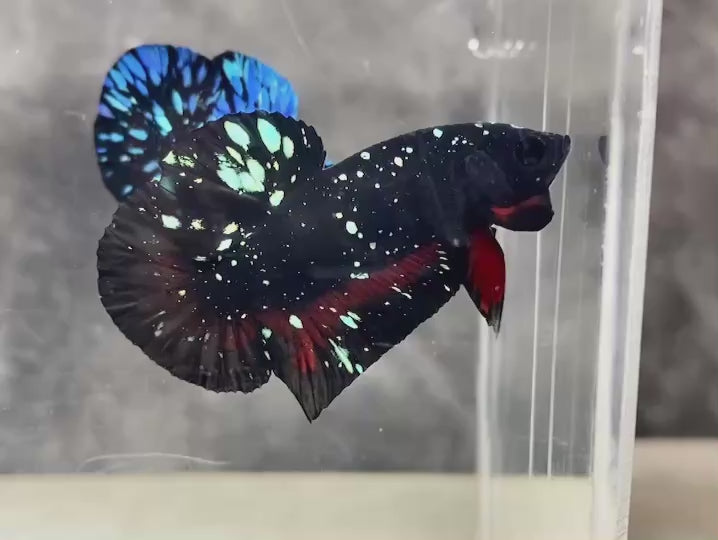 Rare Avatar Betta Fish