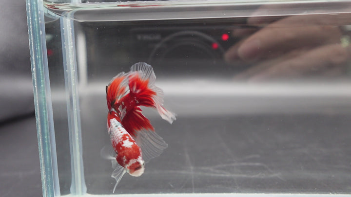 Rare Giant Halfmoon Super Red Betta Fish