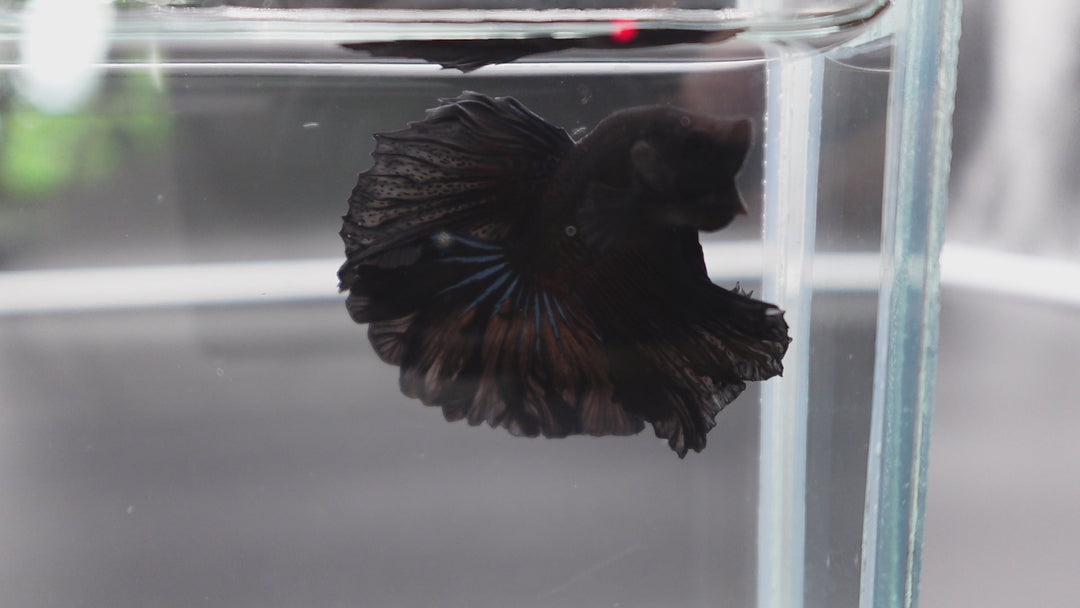 Rare Halfmoon Black Betta Fish