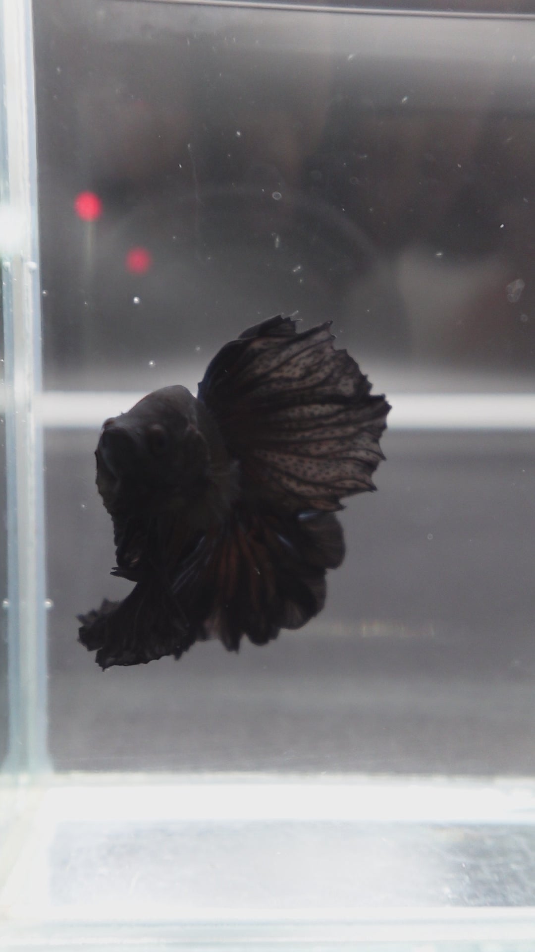 Rare Halfmoon Black Betta Fish