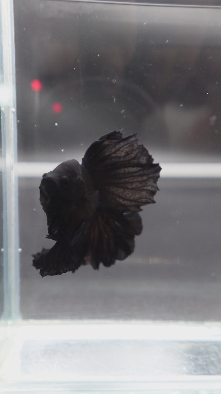 Rare Halfmoon Black Betta Fish
