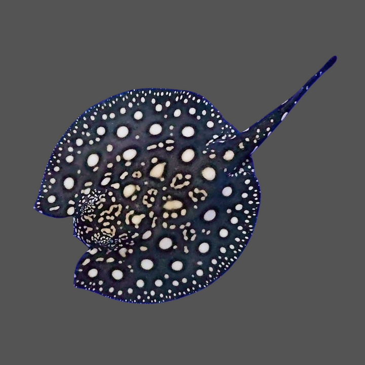 Black diamond stingray female 7 inch