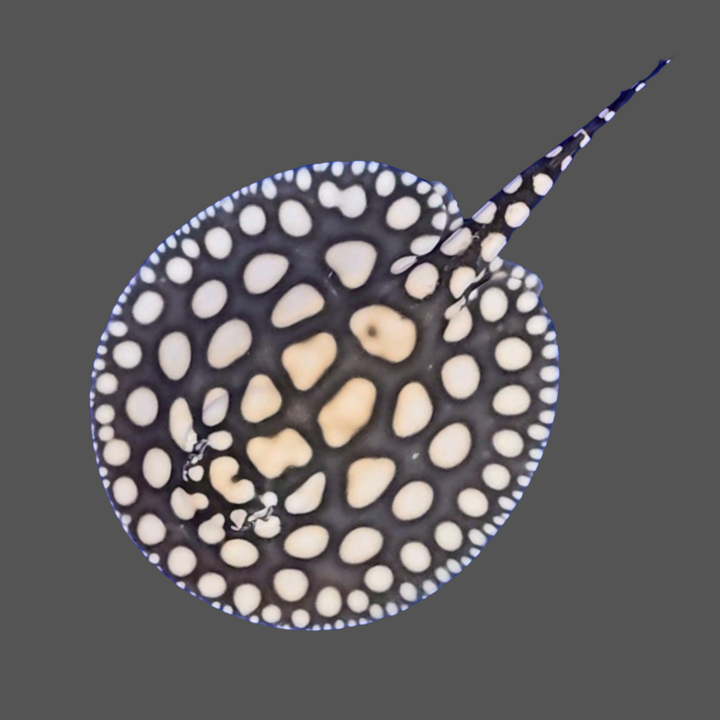 Black diamond stingray male 8.5 inch