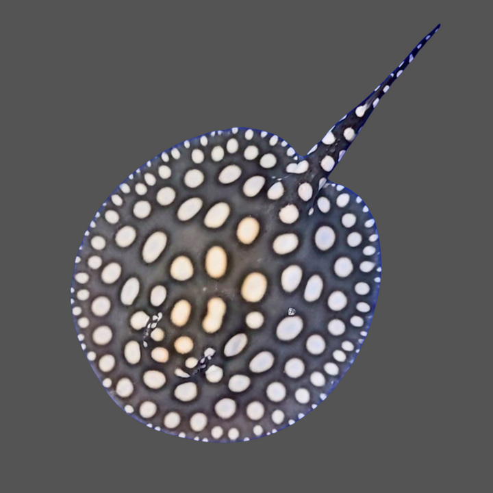 Black diamond stingray female 9 inch