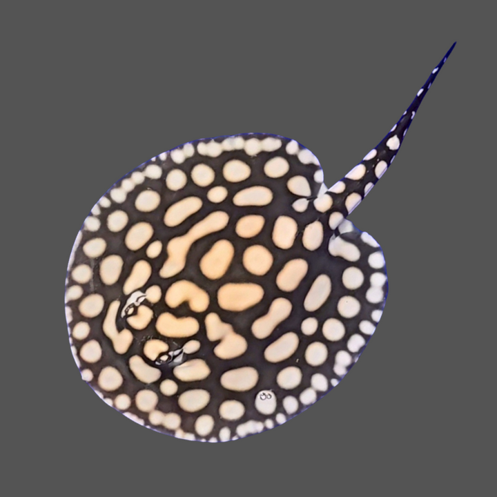 Black diamond stingray male 8.5 inch