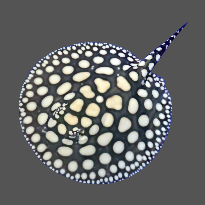 Black diamond stingray male 8 inch