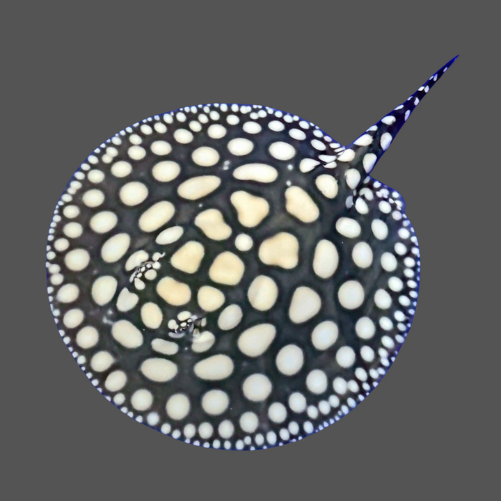 Black diamond stingray male 8 inch