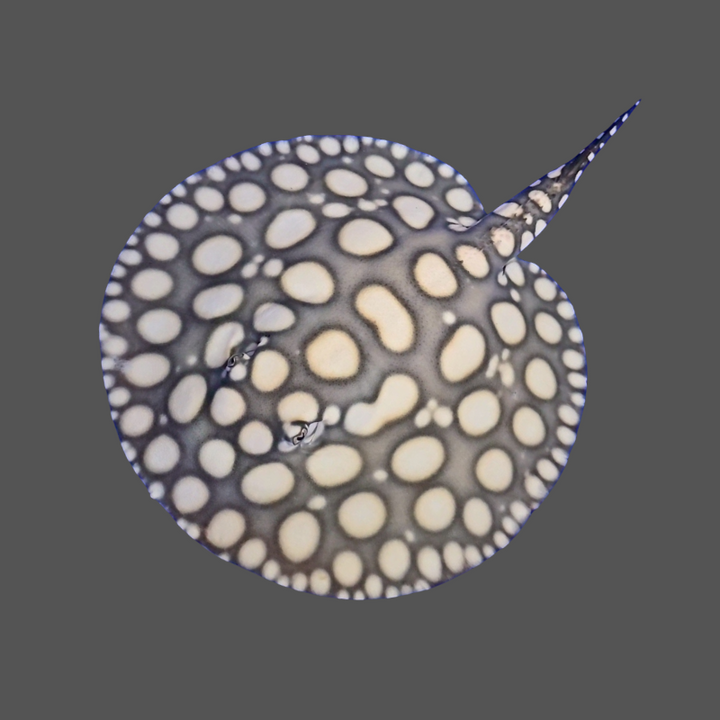 Black diamond stingray male 9 inch