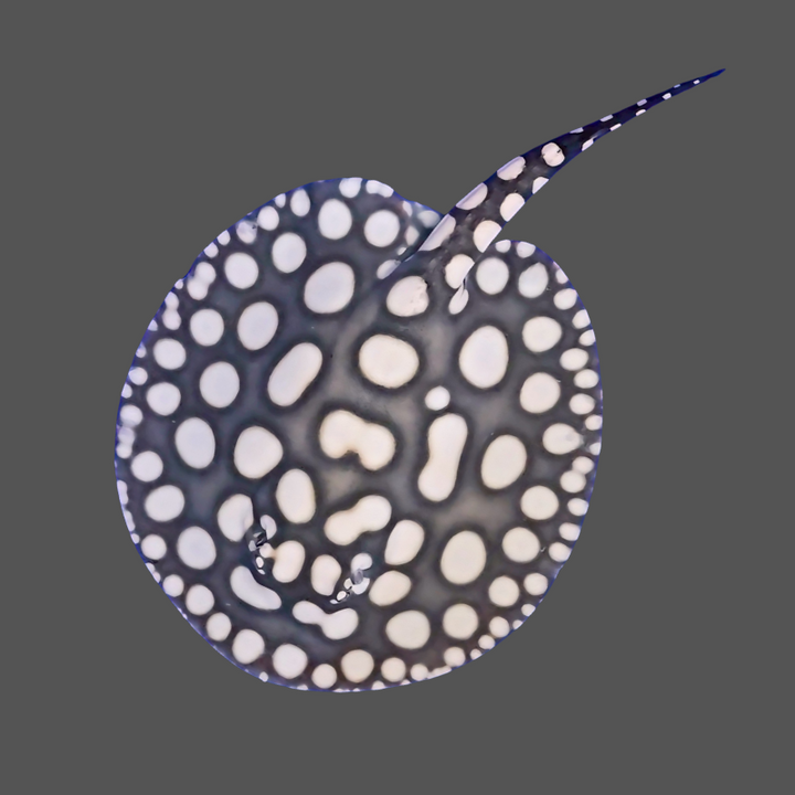 Black diamond stingray male 9 inch