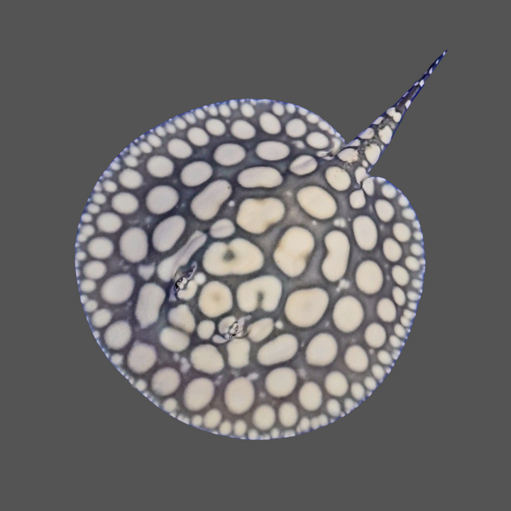 Black diamond stingray male 8 inch