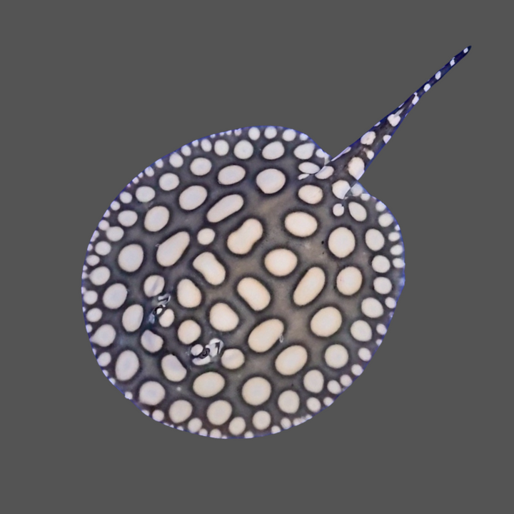 Black diamond stingray female 8 inch