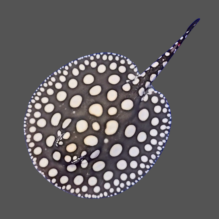 Black diamond stingray female 7 inch