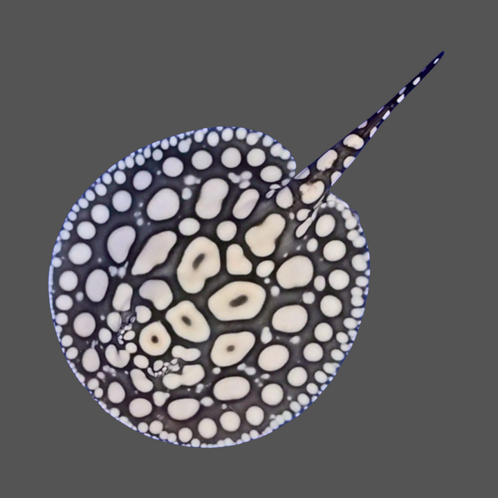 Black diamond stingray male 8 inch