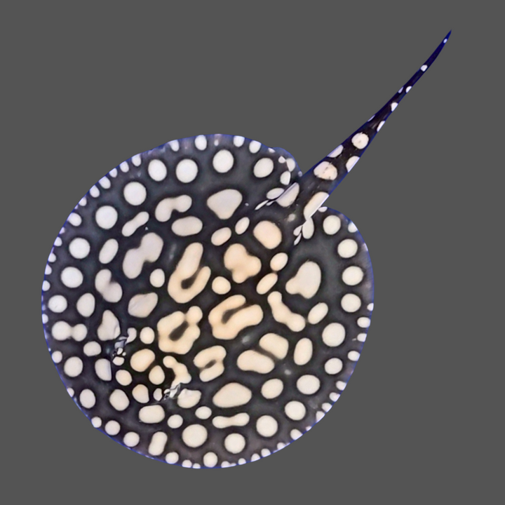 Black diamond stingray female 9 inch