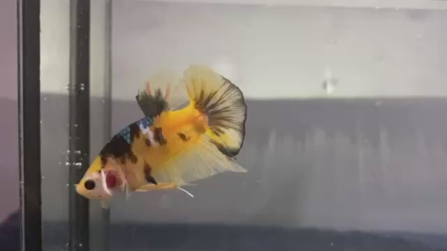 Rare Galaxy Yellow Tiger Betta Fish