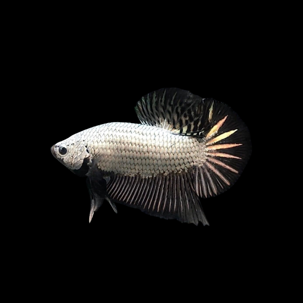 Black Dragon Scale Betta Fish