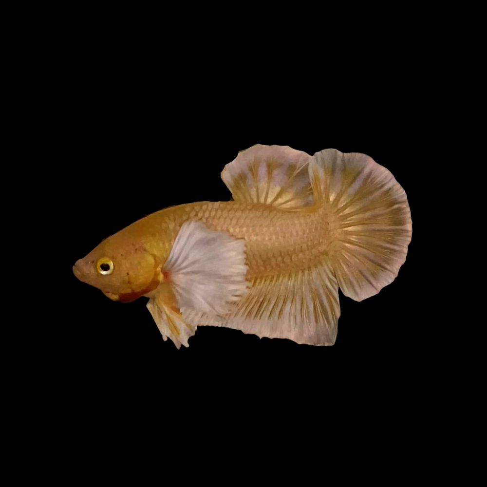 Dumbo Gold Betta Fish