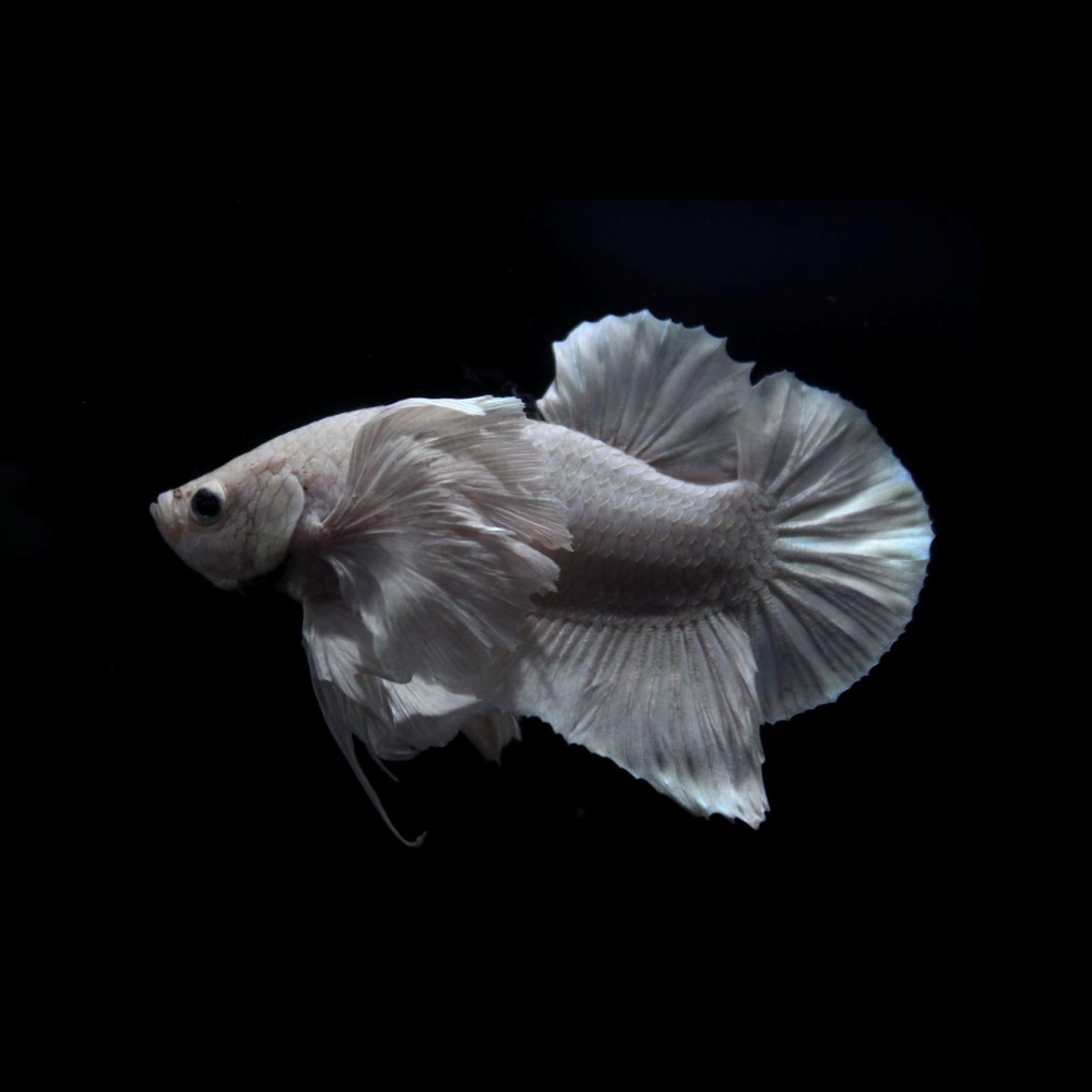 White Betta Female Betta Fish Wholesale Dumbo White Betta Fish For