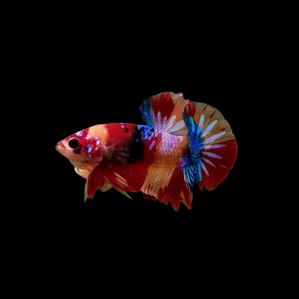 Koi Galaxy Betta Fish