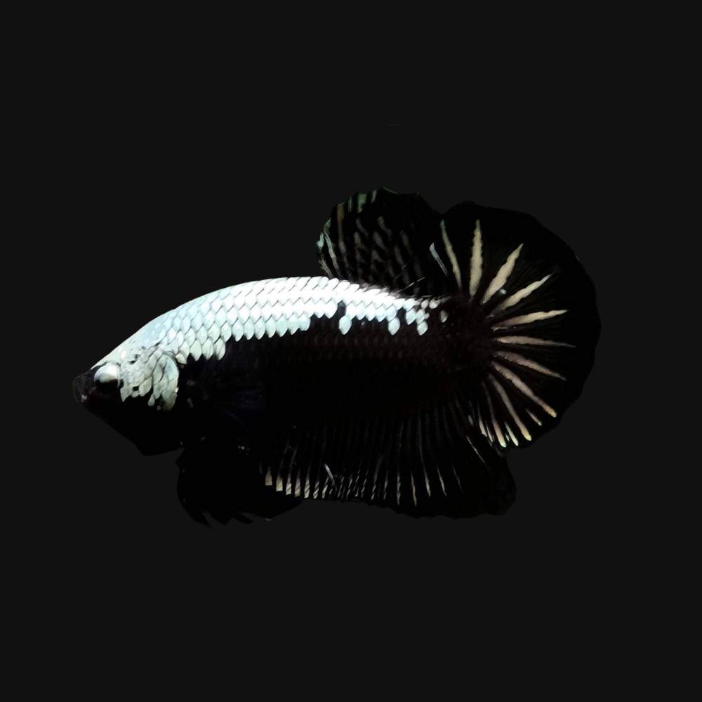Rare Black Shadow Samurai Betta Fish