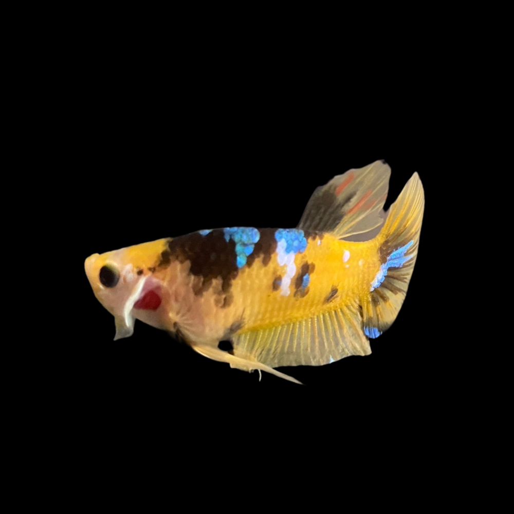 Rare Galaxy Yellow Tiger Betta Fish