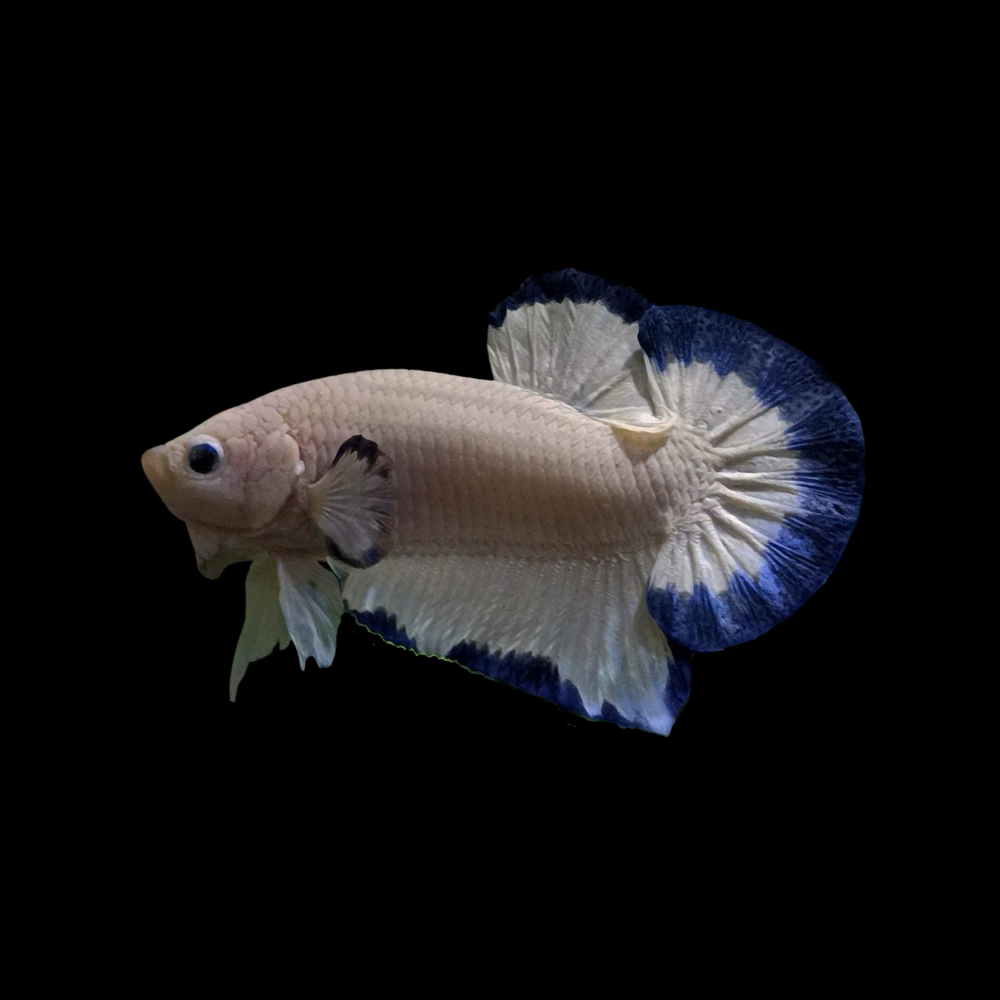White and Blue Butterfly Betta Fish