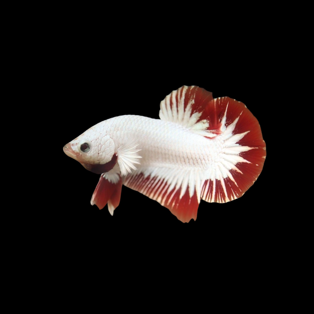 Red Snow Dragon Scale Betta Fish