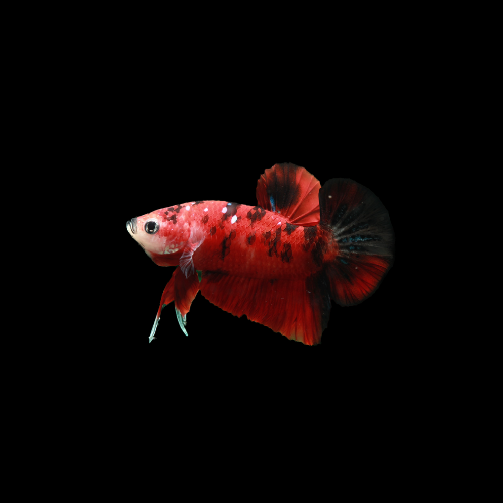 Red Tiger Koi Galaxy Halfmoon Prakat Betta Fish